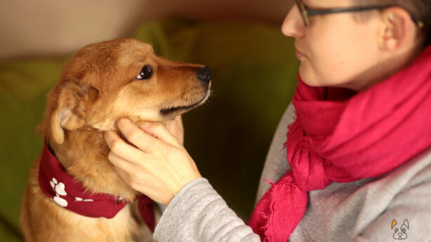 Podopieczny fundacji dla psów | Psy do adopcji